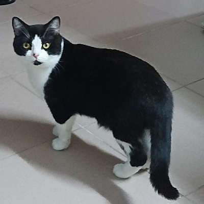 鲨鲨子